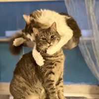 Southside Veterinary Clinic ico