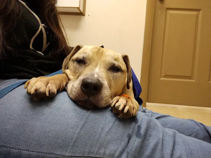 Davenport veterinary clinic 12