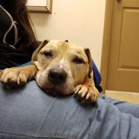 Davenport veterinary clinic ico