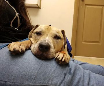 Davenport veterinary clinic