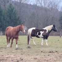 Leatherstocking Equine Center ico