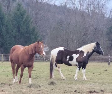 Leatherstocking Equine Center