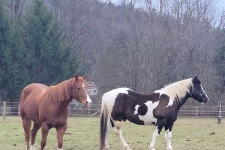 Leatherstocking Equine Center