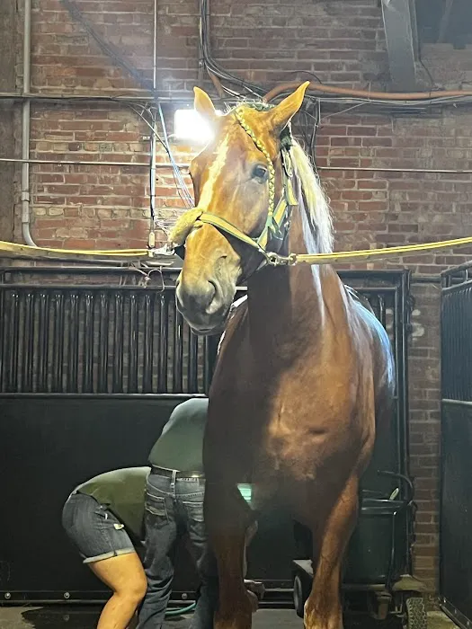 Leatherstocking Equine Center 12