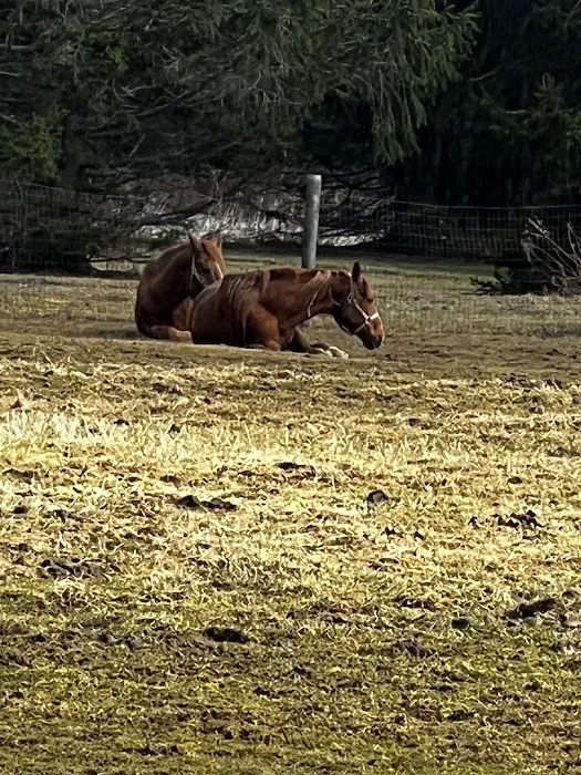 Leatherstocking Equine Center 12