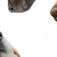 Heritage Veterinary Clinic ico