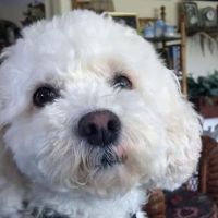 Cooperstown Veterinary Associates ico