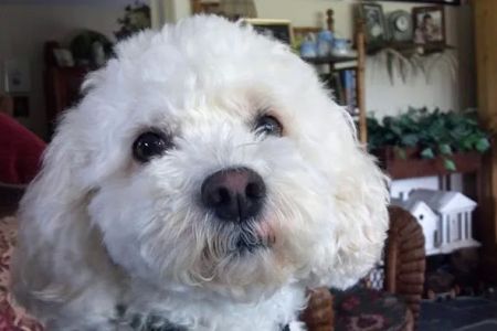 Cooperstown Veterinary Associates