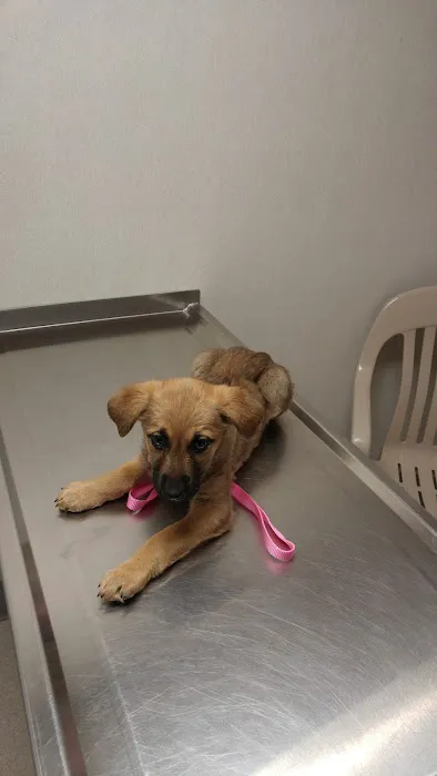 VCA Hamilton Animal Hospital 3