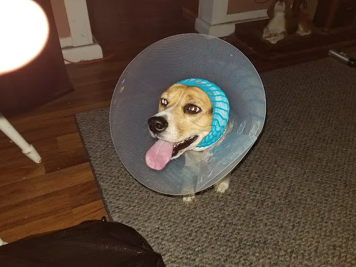 VCA Hamilton Animal Hospital 7