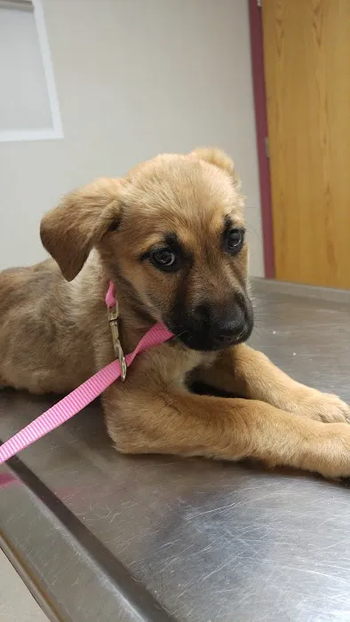 VCA Hamilton Animal Hospital 4