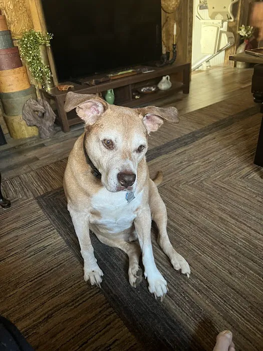 Dabney Drive Animal Hospital 7