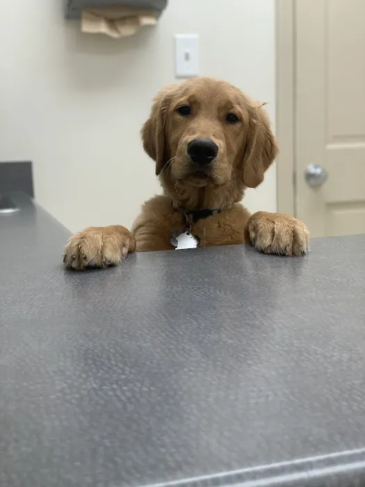 Dabney Drive Animal Hospital 3