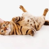 Dabney Drive Animal Hospital ico