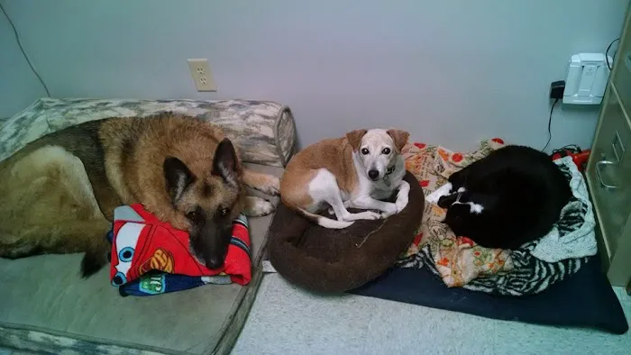 Tabbs Creek Animal Hospital 12