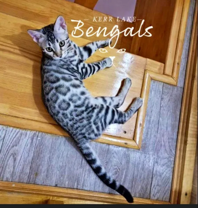 Kerr Lake Bengals 7