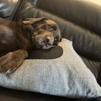 East Carolina Veterinary Service ico