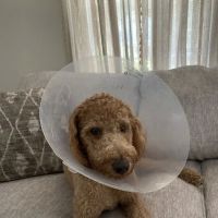Animal Care of Greenville ico