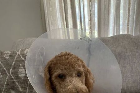 Animal Care of Greenville