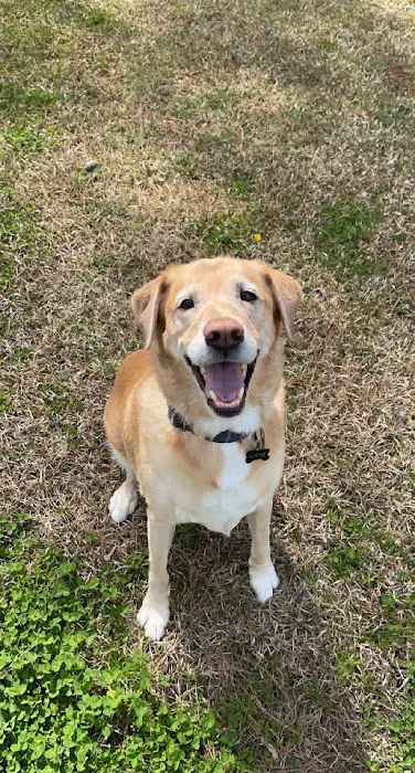 Animal Care of Greenville 6