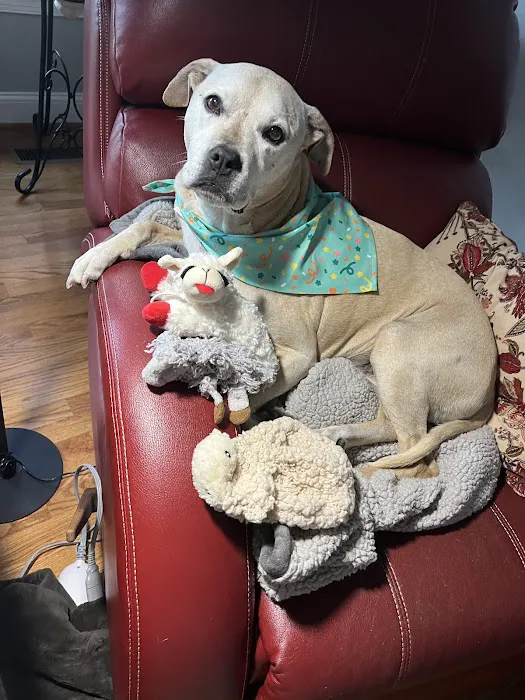 Tenth Street Animal Hospital 8