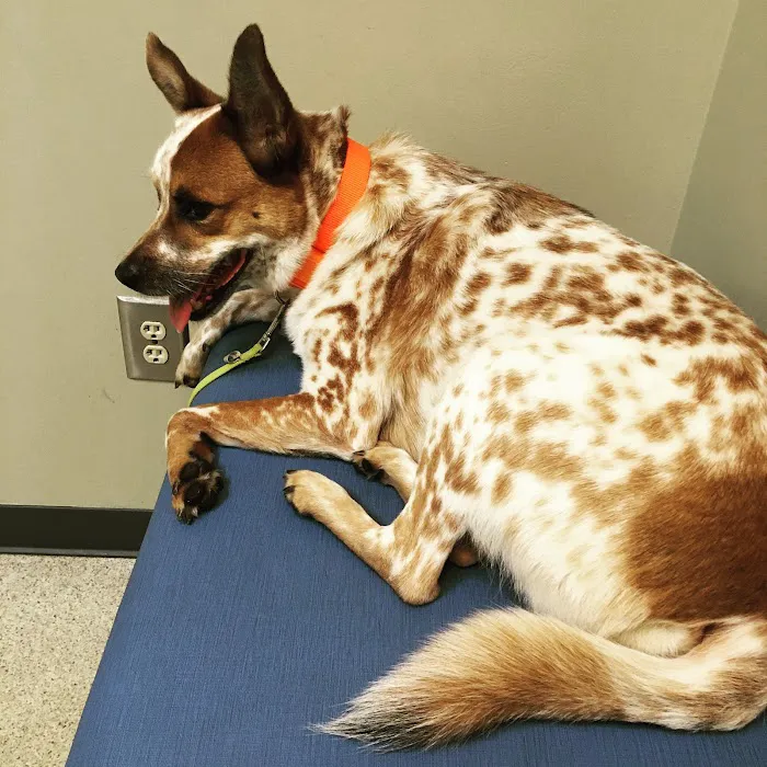 Tenth Street Animal Hospital 10