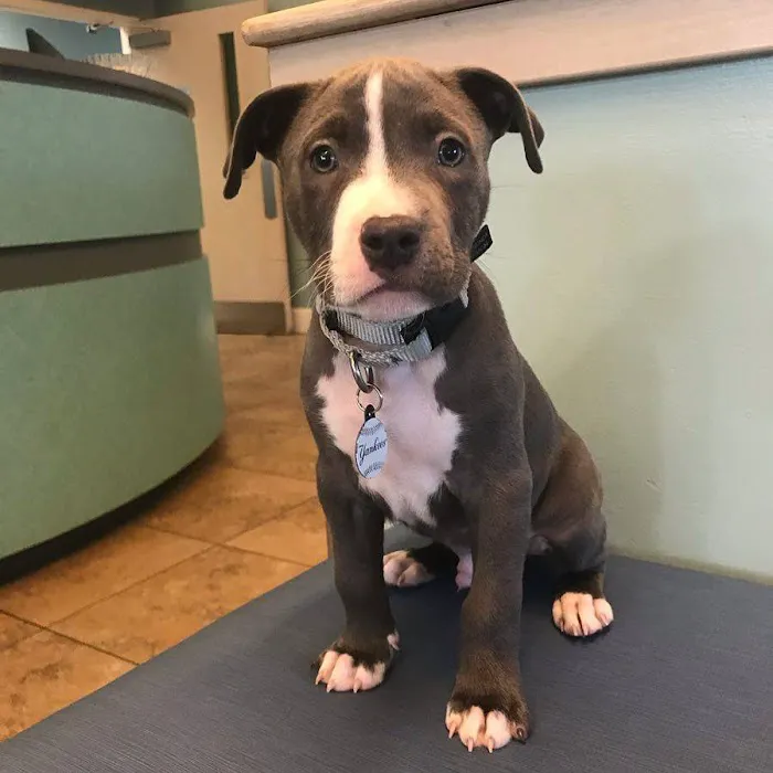 Tenth Street Animal Hospital 7