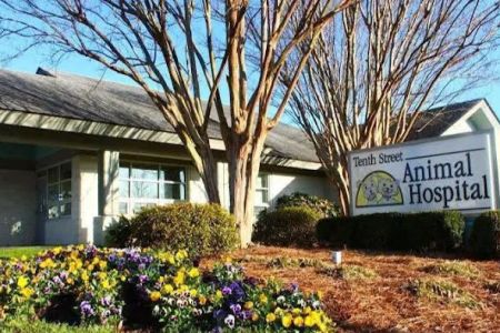 Tenth Street Animal Hospital