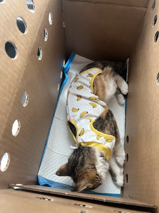 Spay Today, Inc. 10