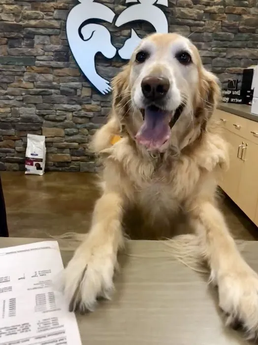 Faithful Friends Vet Hospital 12