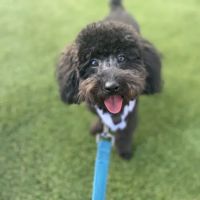 Faithful Friends Vet Hospital ico