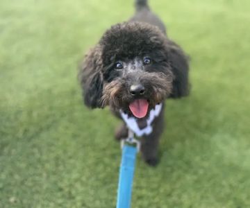 Faithful Friends Vet Hospital