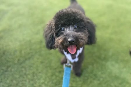 Faithful Friends Vet Hospital