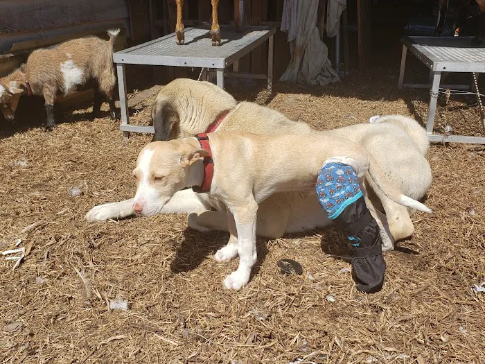 Faithful Friends Vet Hospital 12