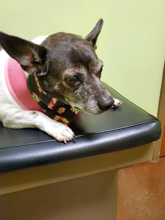 Faithful Friends Vet Hospital 12