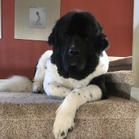 Tender Heart Mobile Veterinary Services ico