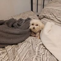 Rutledge Animal Clinic ico