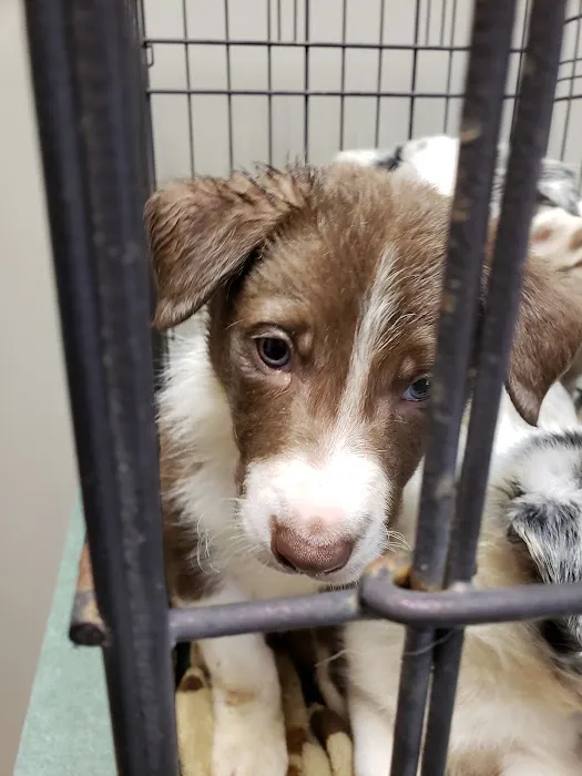 Union County Animal Hospital 4