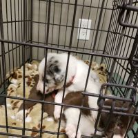 Union County Animal Hospital ico