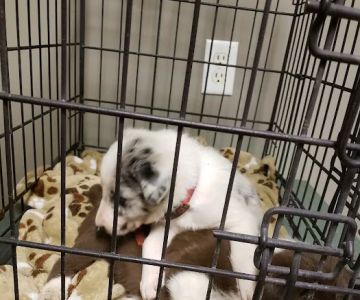 Union County Animal Hospital