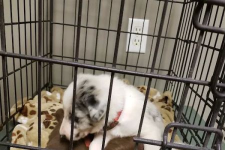 Union County Animal Hospital