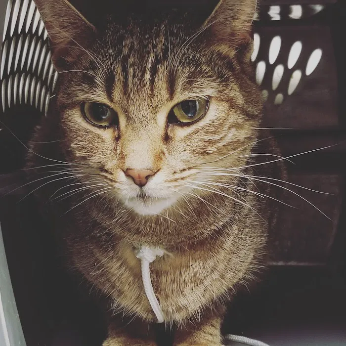 Union County Animal Hospital 8