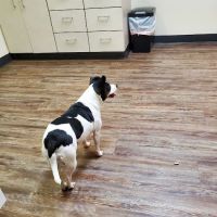 Blaine Veterinary Clinic ico