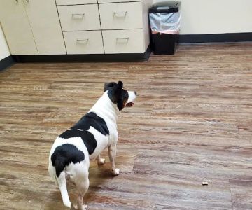 Blaine Veterinary Clinic