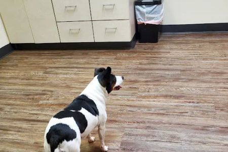 Blaine Veterinary Clinic