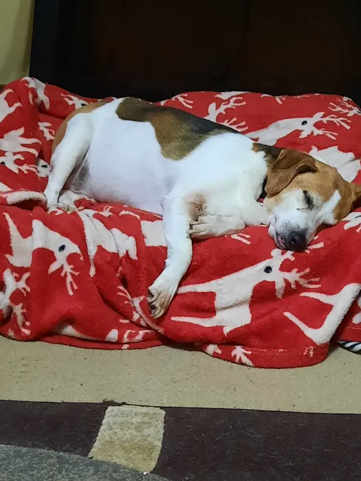 Anderson County Animal Hospital: Roberts Tara DVM 12
