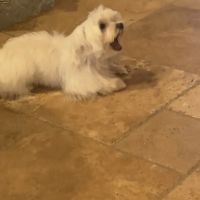 Anderson County Animal Hospital: Roberts Tara DVM ico