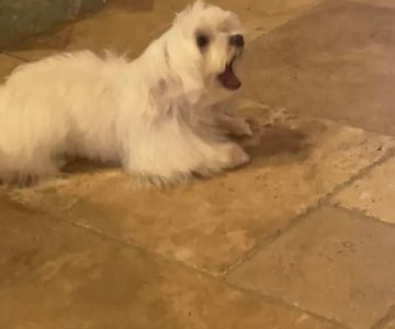 Anderson County Animal Hospital: Roberts Tara DVM