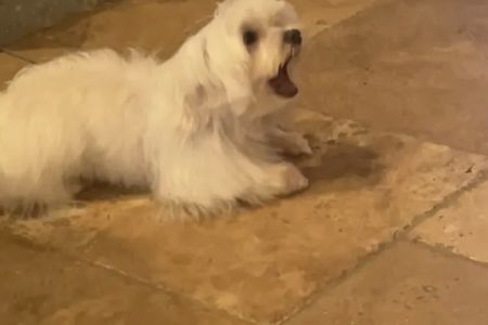 Anderson County Animal Hospital: Roberts Tara DVM