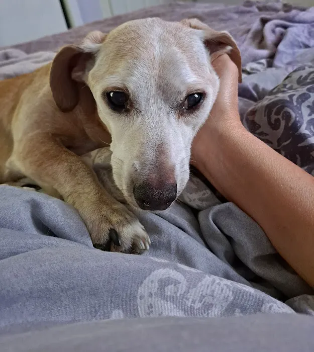 Anderson County Animal Hospital: Roberts Will DVM 12